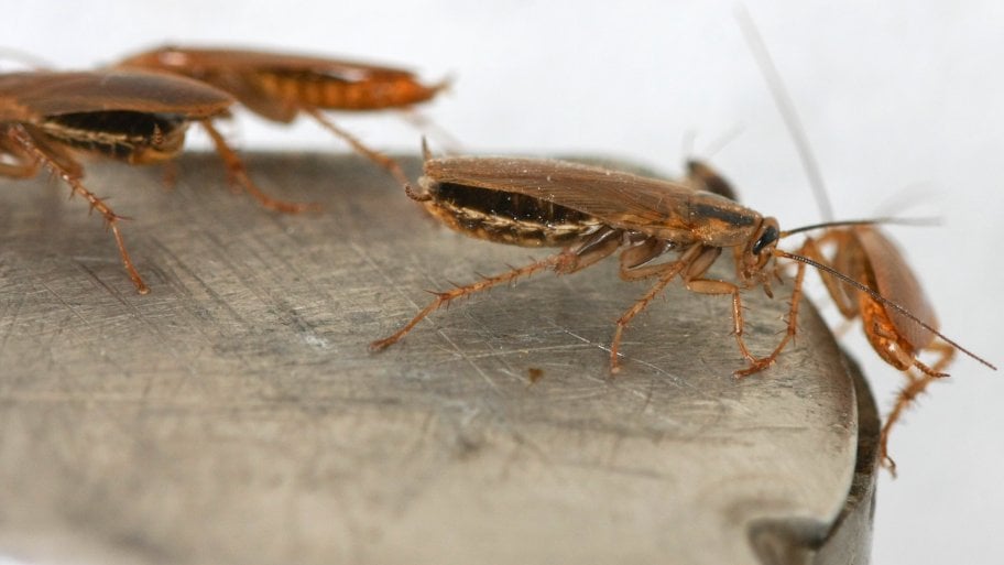 Cockroaches on a metal surface. Cockroaches on a metal surface.